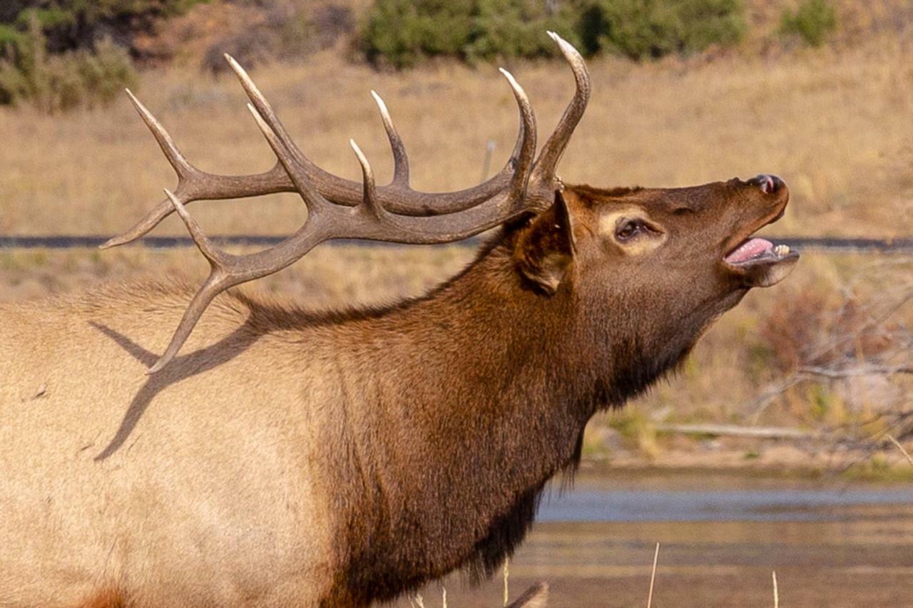 Great Outdoors - Permit #3428 Villa Estes Park Kültér fotó